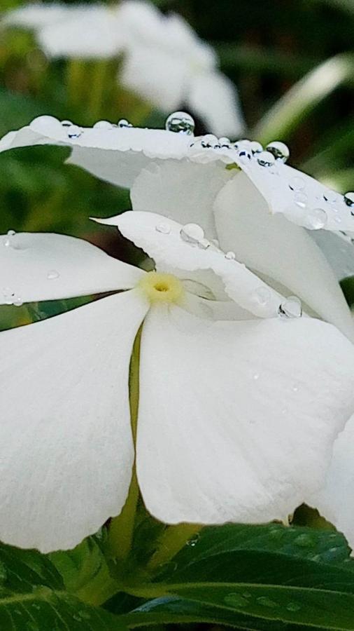 Ti Coin De Paradis Ylang Ylang Le Diamant Eksteriør billede