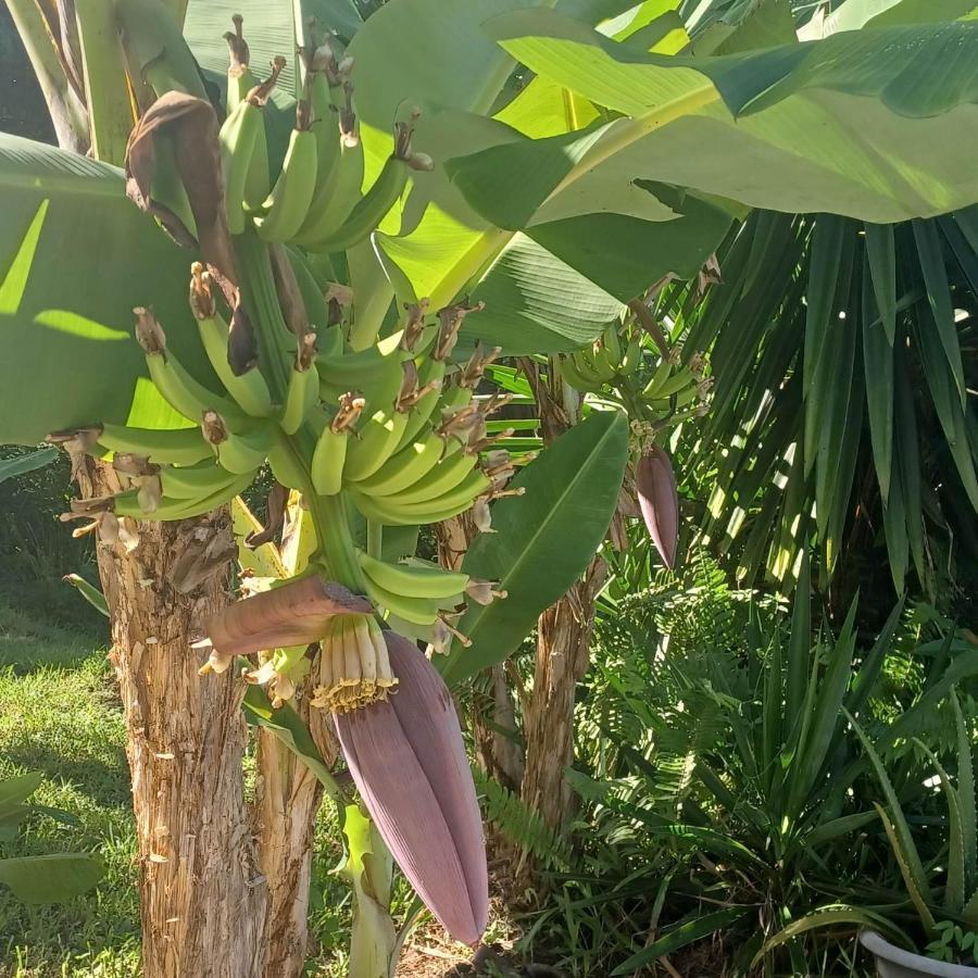 Ti Coin De Paradis Ylang Ylang Le Diamant Eksteriør billede